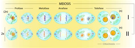 meiosis 1 vs meiosis 2|Difference Between Meiosis 1 and Meiosis 2.